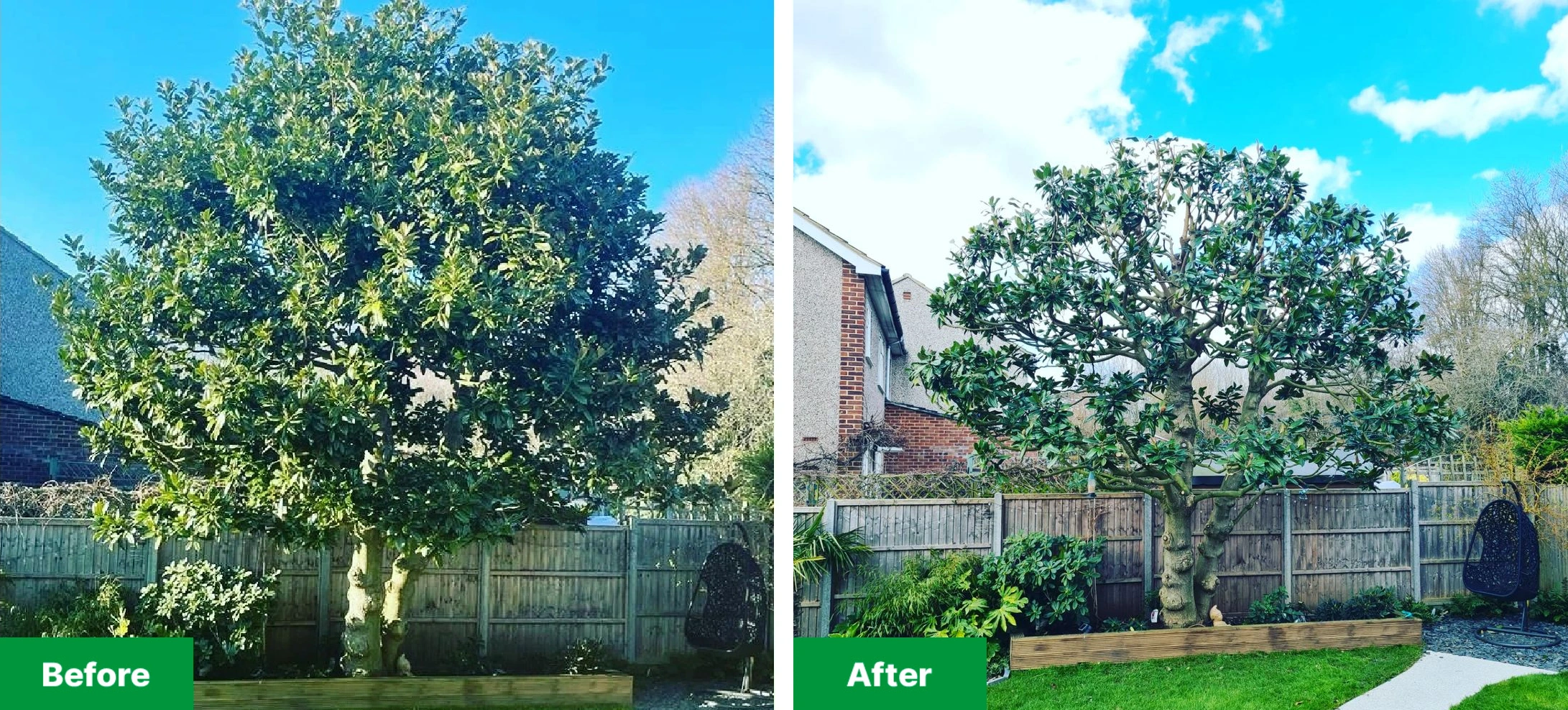 Before and after tree care