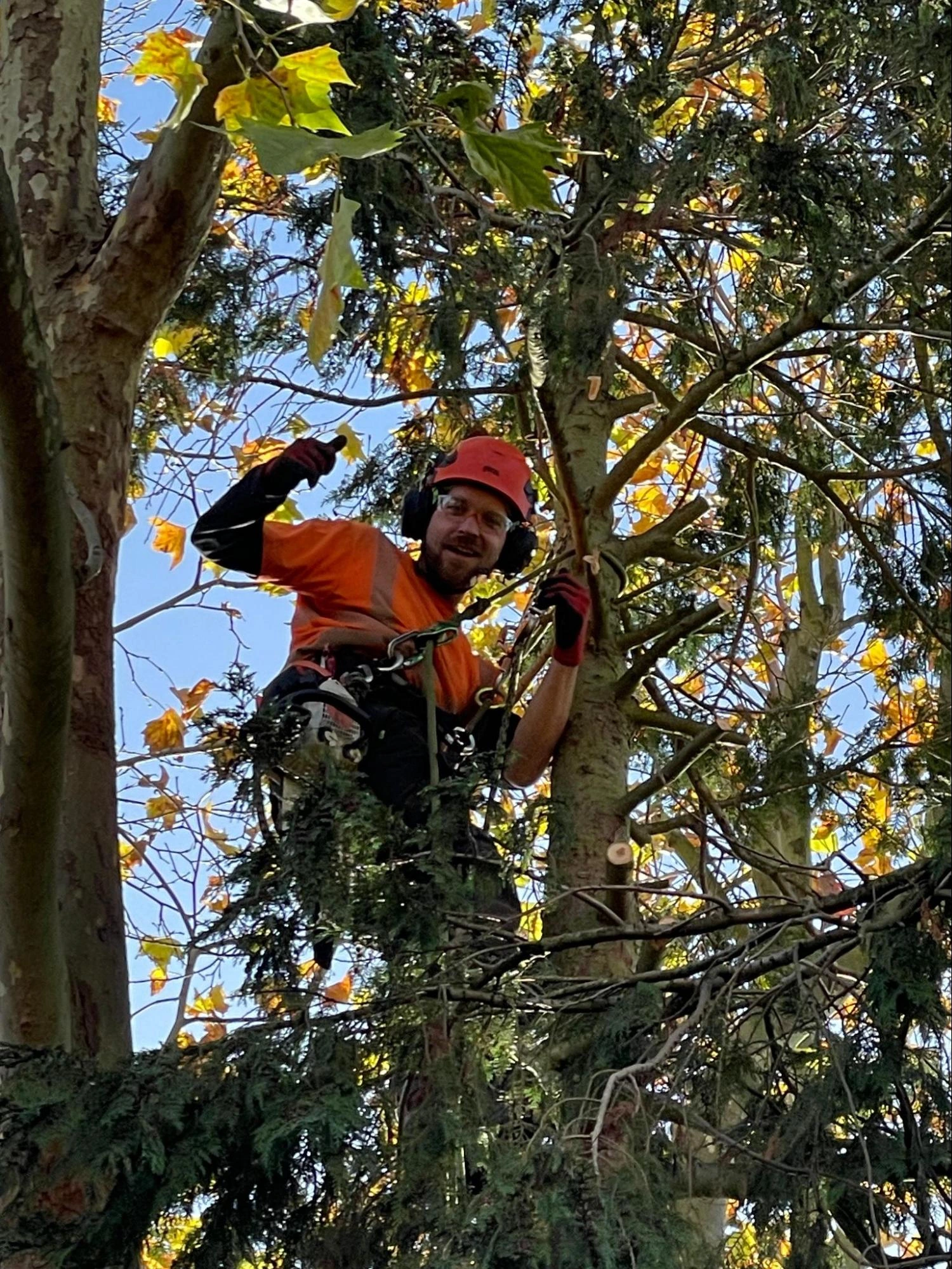 Longfield Tree Care Experts